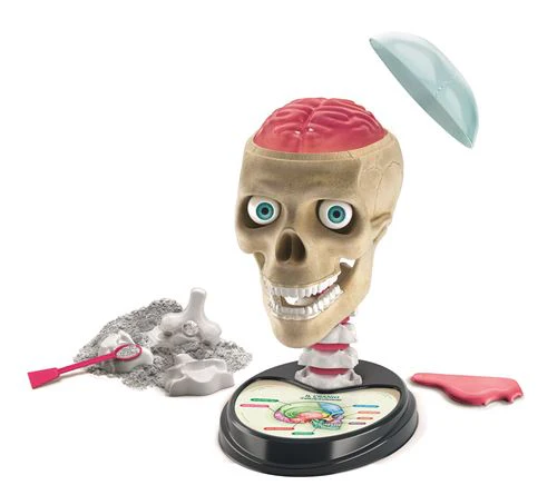 Anatomia Surpreendente - Image 3