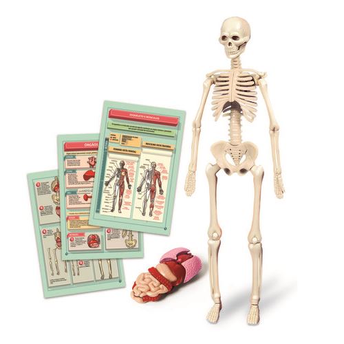 Kit Corpo Humano - Clementoni - Image 2