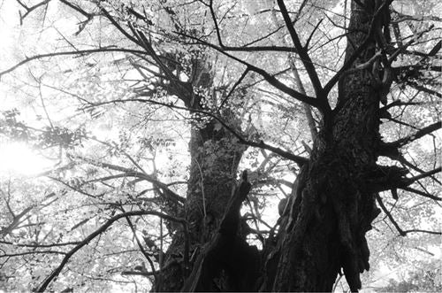 Máquina Fotográfica Compacta Ricoh GR IV Monocromática - Preto - Image 15