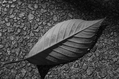 Máquina Fotográfica Compacta Ricoh GR IV Monocromática - Preto - Image 16