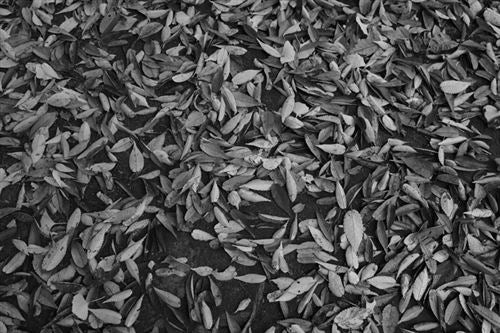 Máquina Fotográfica Compacta Ricoh GR IV Monocromática - Preto - Image 19