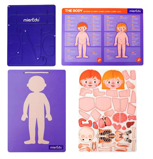 Peças Magnéticas Magnetic Pad: Anatomia Humana - mierEdu | Sig Toys - Image 2