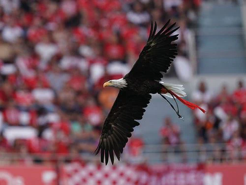 Pack Presente Odisseias - Sport Lisboa e Benfica | Tour ao Estádio & Museu + Cachecóis - Image 5